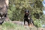 JAGDTERRIER ALLEMAND 014